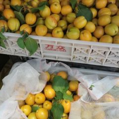 珍珠油杏以上市