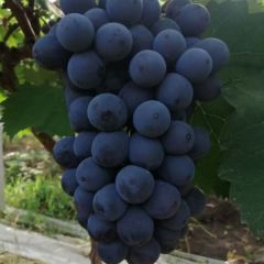 万亩葡萄大量上市