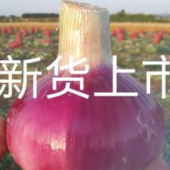 岱岳角峪王树兵红皮洋葱