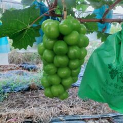 阳光玖瑰葡萄好吃又好卖
