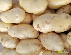 东昌府区蔬菜基地土豆以大量上市
