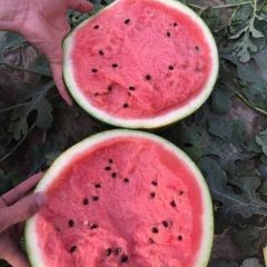 瓜王种植，大量甜王上市，品质优良