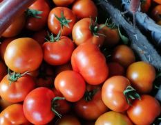 大红西红柿最大的产地黑龙江牡丹江宁安市