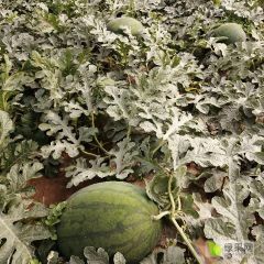 河南商丘龙卷风大量上市中