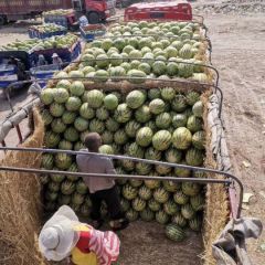 靖远旱地硒砂瓜上市