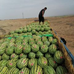 2023年中卫硒砂瓜上市了！金瓜，银瓜，石头瓜！