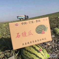 会宁西瓜陆续上市 真诚渠道合作