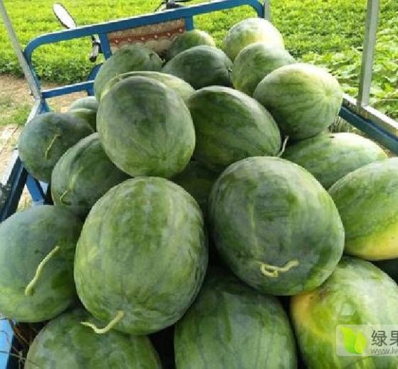 龙卷风价格