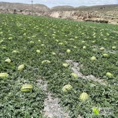 旱地硒砂瓜金花一号有需要联系我。