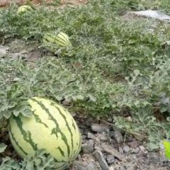 硒砂瓜销售代办