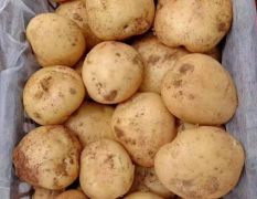 辽宁某地区出现百万亩土豆，没有经销商，一手货源
