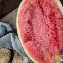 赤峰沙地西瓜上市中