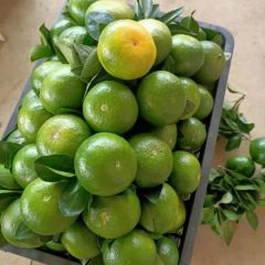 特早柑大量上市中……欢迎广大老板来电咨询