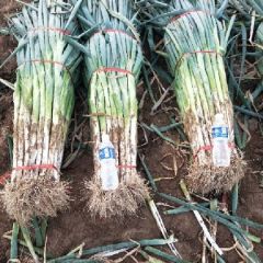 五指长白大葱上市。大量走货中。