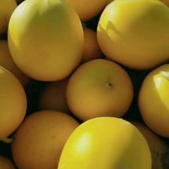 内蒙古金红宝甜瓜产地直发