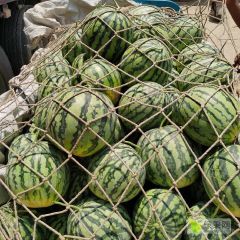 河南省开封市通许县本人长期代收西瓜，代办西瓜