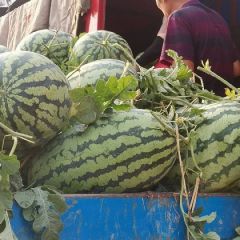 夏邑县郭庄农贸区家乐蔬菜西瓜代办