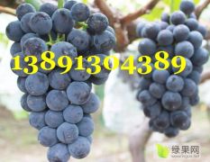 陕西京亚葡萄产地，早夏葡萄，夏黑葡萄产地大量上市