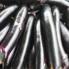 山东省泗水县长紫茄大量上市了