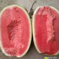 内蒙古沙地西瓜（金城5号）