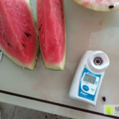 河南开封小安西瓜专业代收团队