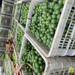 8611青无核罐头厂专用果。