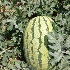 硒砂瓜上市了与我联系