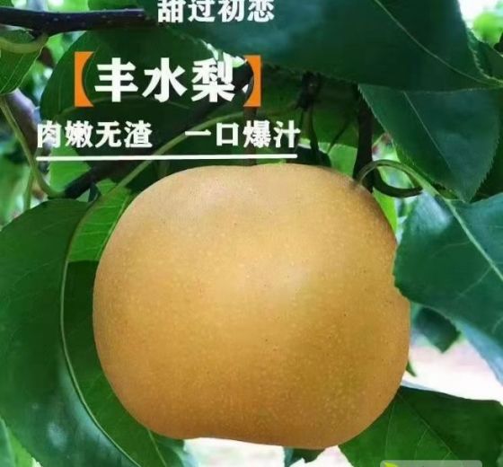 2021年山东冠县丰水梨价格