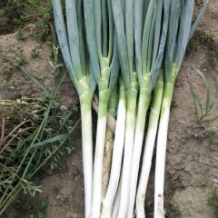 平度是铁杆大葱的主产区