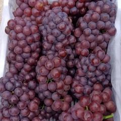 河北省邯郸市永年区葡萄 基地大量上市品种多多