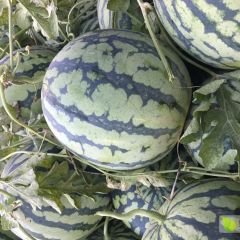 美都，8424大量上市，欢迎新老客户前来订购