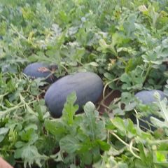 2023年河北邱县纯天然无公害西瓜金城5号，豫艺新拳王西瓜 上市