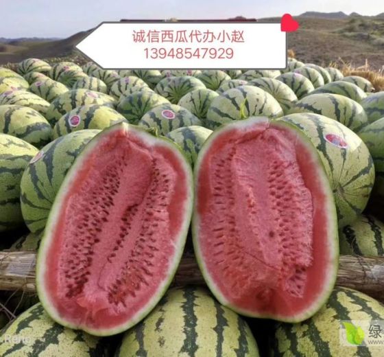 金城5号价格