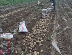 辽宁省凌海市土豆大量上市了