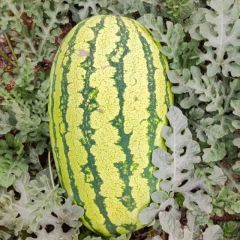 大量供货硒砂瓜