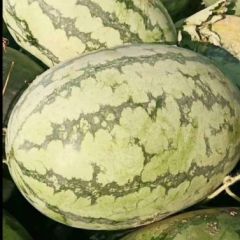 夏邑冠龙西瓜，皮薄瓤红，甜度高，高保质量