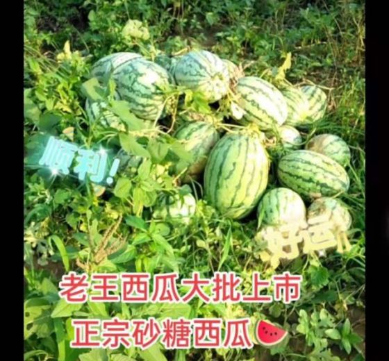 2021年山东利津冠龙价格