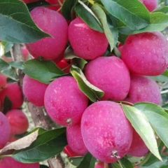 辽宁省开原市鸡心果甜脆清香口感，颜色鲜艳，产地直销一手货