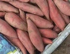 郑州中牟红薯上市