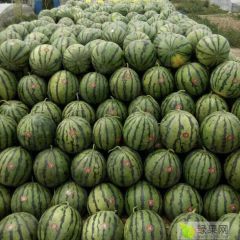 内蒙赤峰京欣西瓜大量上市！速来抢购
