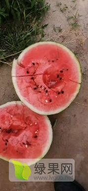 美都西瓜大量上市