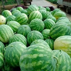 一手货源大量上市花皮无籽西瓜