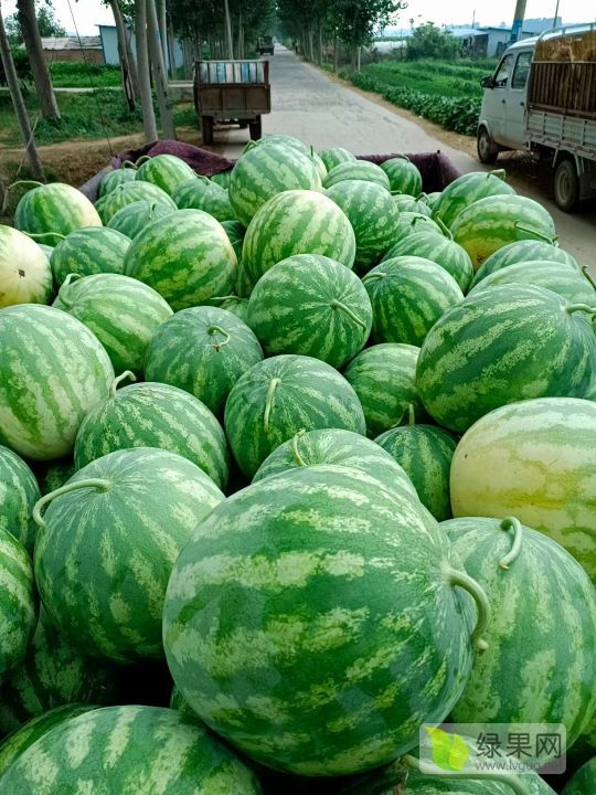 花皮无籽价格