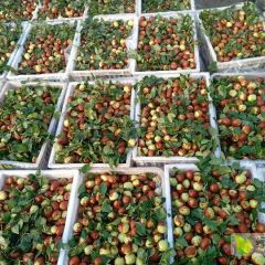 预售山东富硒大梨枣，9月中旬上市万亩种植基地，完全自然成熟，口感脆甜