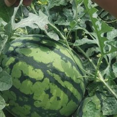 宝鸡市陇县温水镇头茬无籽美都西瓜大量供应