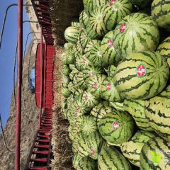 硒砂瓜价格下滑现在不出手等待何时