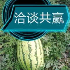 最受南方地区欢迎的晒沙瓜上市了