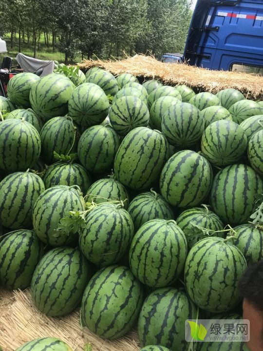 吉林省洮南市黑水西瓜大落价