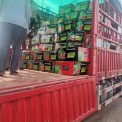 宝鸡美都西瓜上市