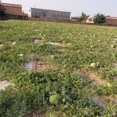 甘肃省会宁县硒砂瓜，本人代办，代发